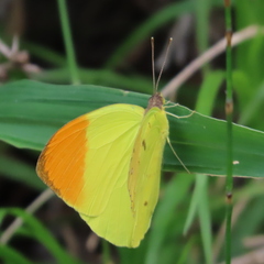 Afrodryas leda