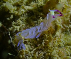 Pteraeolidia semperi