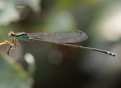 Pseudagrion indicum