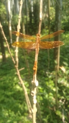 Neurothemis fulvia