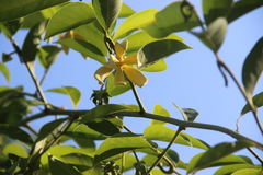 Annonaceae