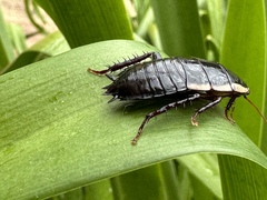 Drymaplaneta semivitta