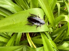 Drymaplaneta semivitta