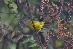 Myiothlypis coronata