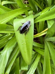 Drymaplaneta semivitta