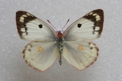 Colias hyale