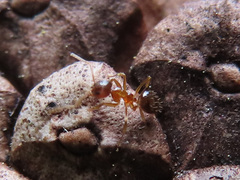 Nylanderia