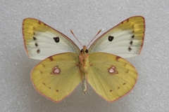 Colias hyale