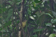 Basileuterus tristriatus