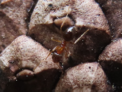 Nylanderia