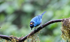 Chalcothraupis ruficervix