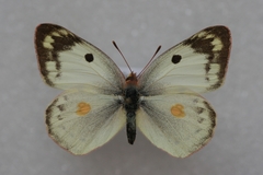 Colias hyale