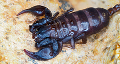 Euscorpius italicus