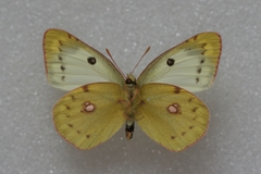 Colias hyale