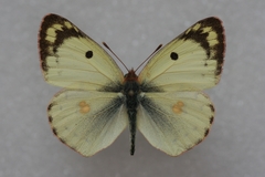 Colias hyale
