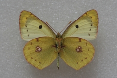 Colias hyale