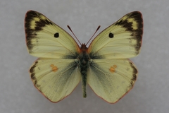 Colias hyale