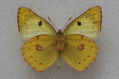 Colias hyale