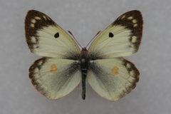 Colias hyale