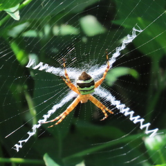 Argiope aurocincta