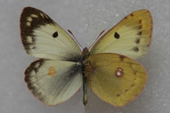 Colias hyale