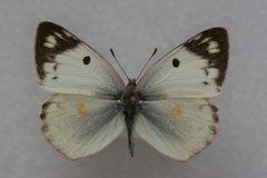 Colias hyale