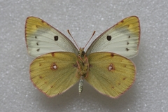 Colias hyale