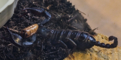 Euscorpius italicus