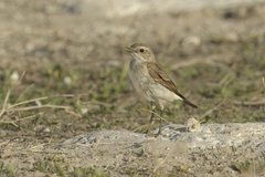 Oenanthe pileata pileata