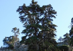 Abies pinsapo