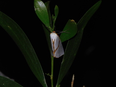 Thalaina selenaea