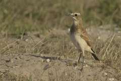 Oenanthe pileata pileata