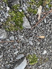 Entodon cladorrhizans