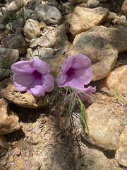 Ipomoea bolusiana