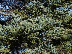 Abies pinsapo