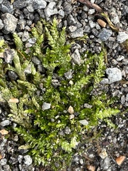 Entodon cladorrhizans