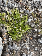 Entodon cladorrhizans
