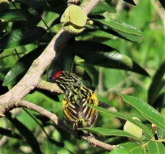 Pogoniulus pusillus