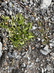 Entodon cladorrhizans