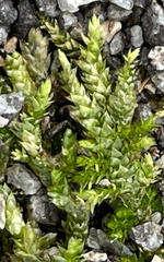 Entodon cladorrhizans