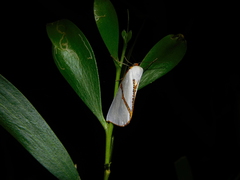 Thalaina selenaea