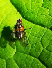 Hydrophoria lancifer