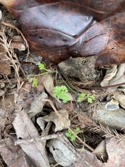 Chaerophyllum tainturieri