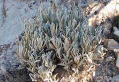 Lavandula lanata
