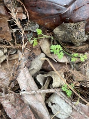 Chaerophyllum tainturieri