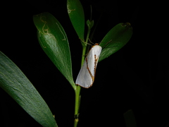 Thalaina selenaea