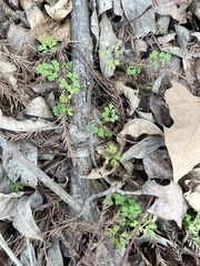 Chaerophyllum tainturieri