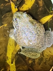 Ranoidea novaehollandiae