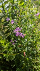 Lythrum alatum alatum