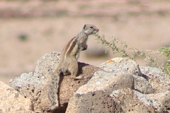 Atlantoxerus getulus